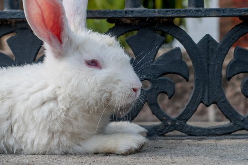 rabbit white resting