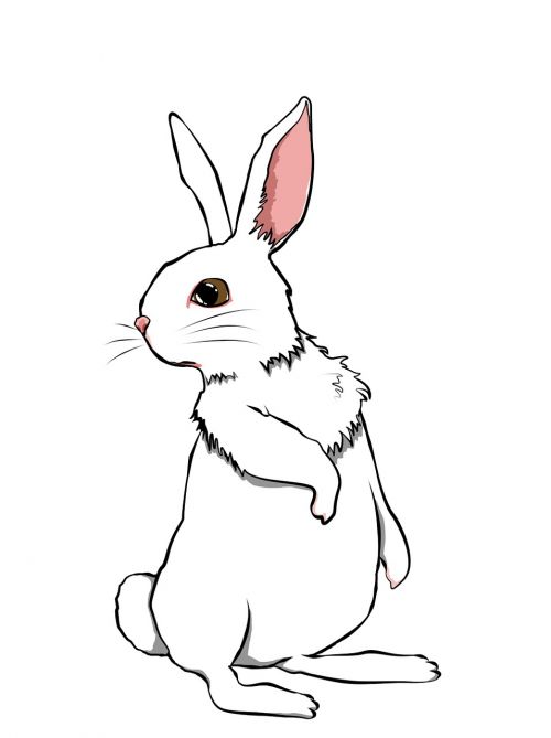 rabbit animal cute