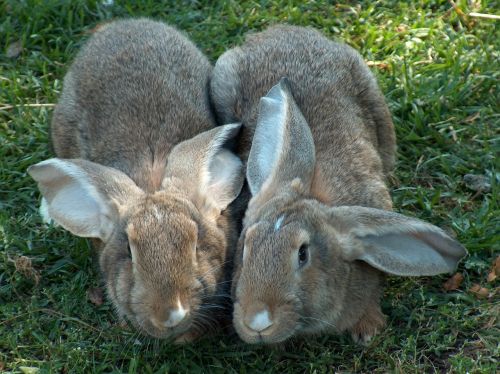 rabbit animals village