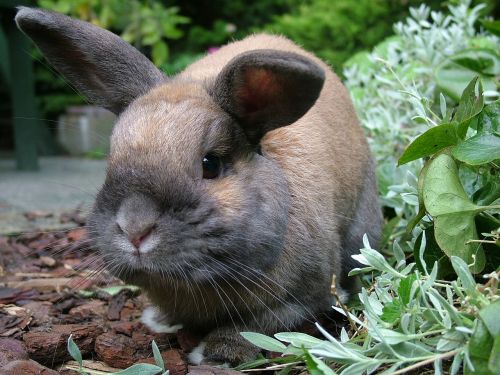 rabbit animal brown