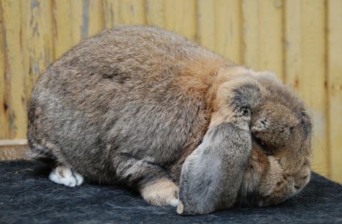 rabbit fluffy fur