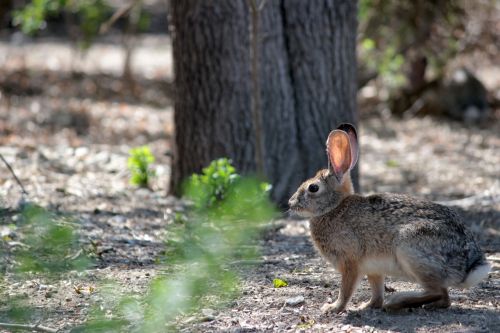 rabbit nature hare