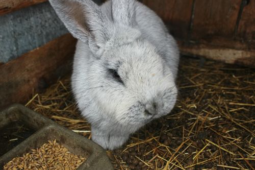 rabbit ears gray