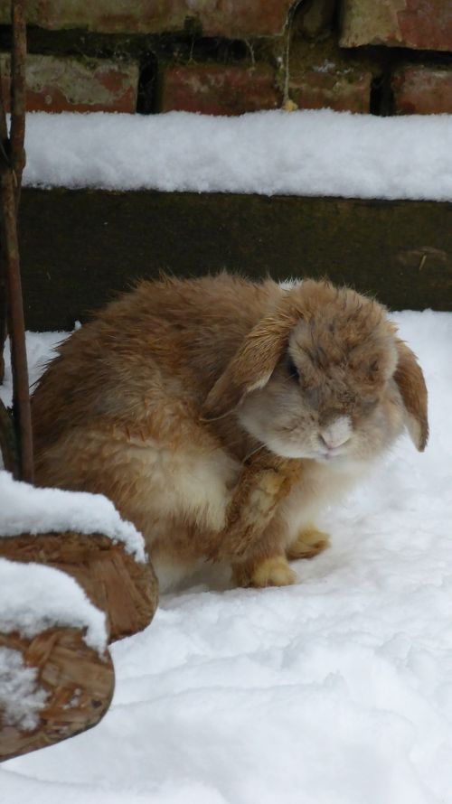 rabbit snow animal