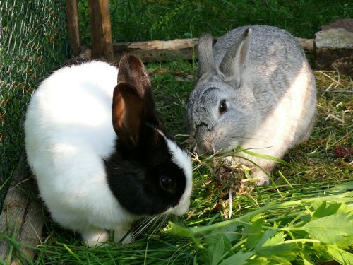 rabbit dwarf rabbit pet
