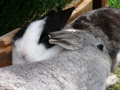 rabbit dwarf rabbit munchkins