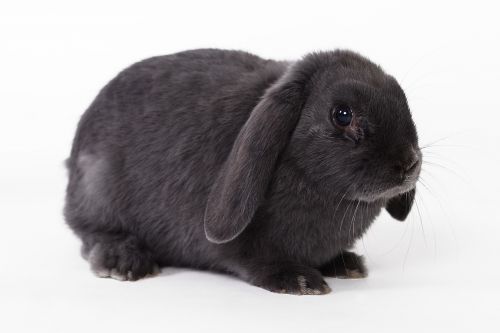 rabbit easter rabbit home mazlík