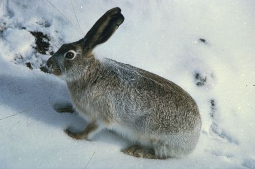 rabbit jack white-tailed