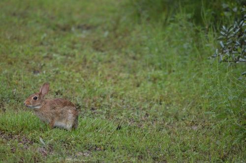 rabbit grass cute