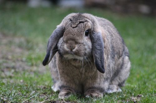 rabbit bunny animal