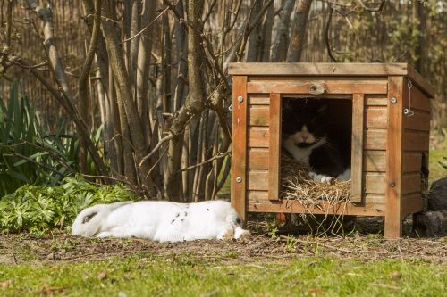 rabbit garden spring