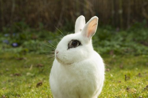 rabbit bunny spring
