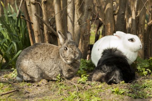 rabbit bunny spring