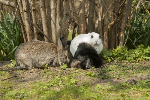 rabbit bunny spring