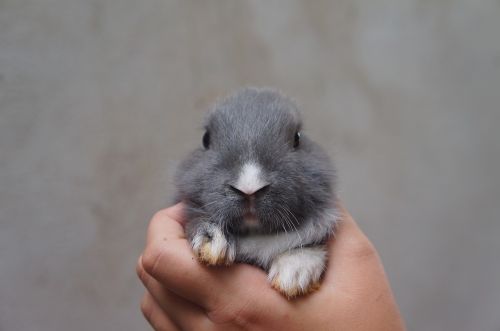 rabbit cute plush