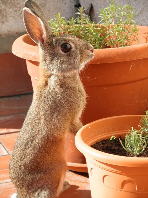 rabbit bunny cute