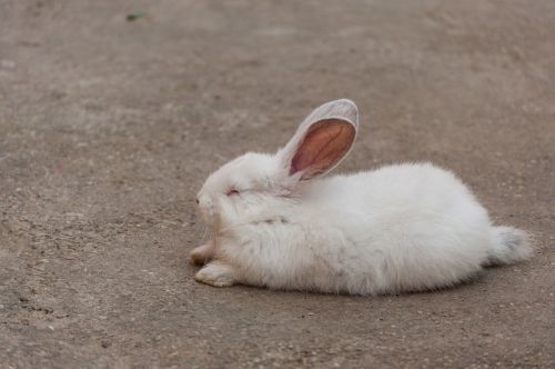 rabbit white sleep
