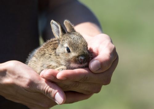 rabbit hare cub