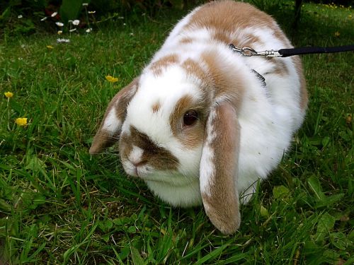 rabbit leash brown white