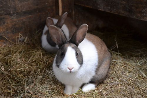 rabbit stall hare