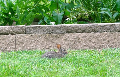 rabbit bunny animal