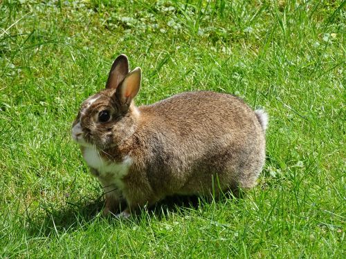 rabbit meadow grass