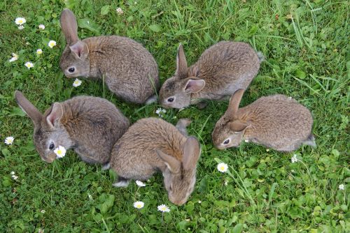 rabbits grass fur