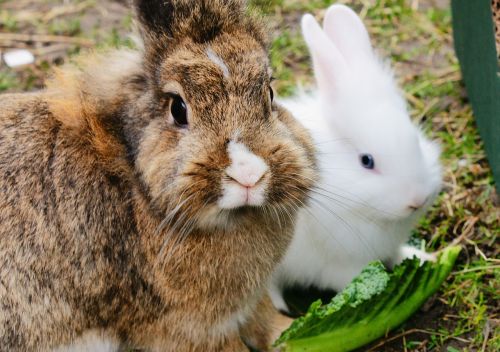 rabbits fur cute