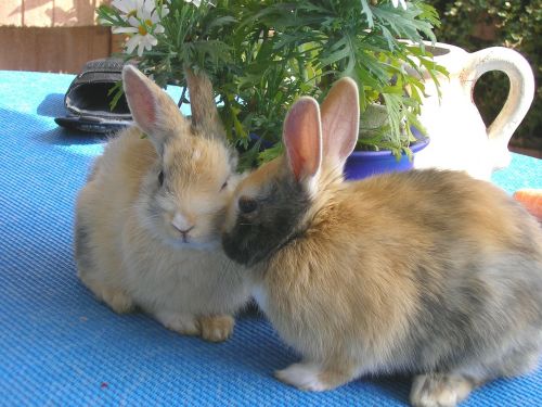 rabbits hare pet