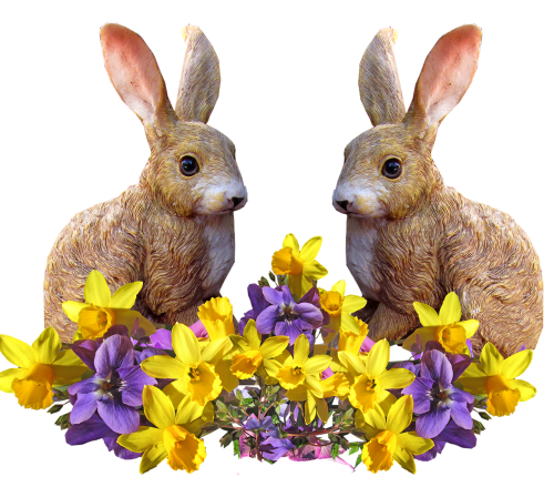 rabbits in spring
