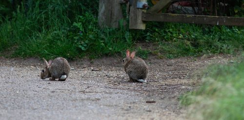 rabbits  wild  rabbit