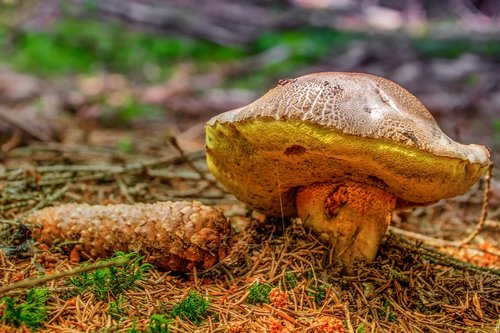 rac  mushroom  nature