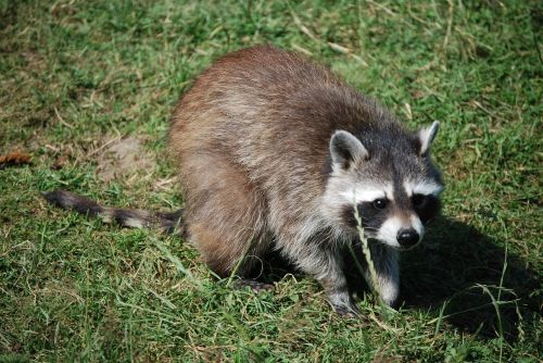 raccoon cute wildlife park