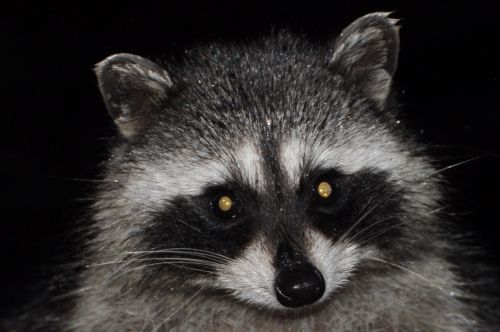raccoon varmint mammal