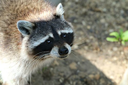 raccoon animal wild