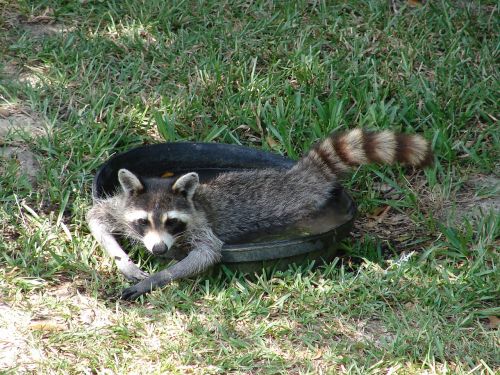 raccoon water lazy