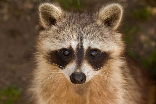 raccoon portrait wildlife