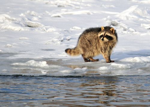 raccoon portrait wildlife