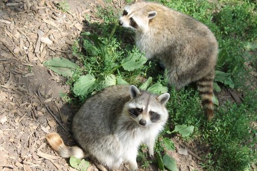 raccoon mammal animal