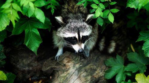 raccoon animal wildlife