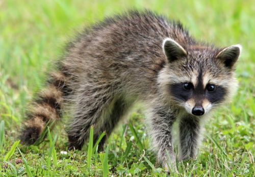 raccoon animal wildlife