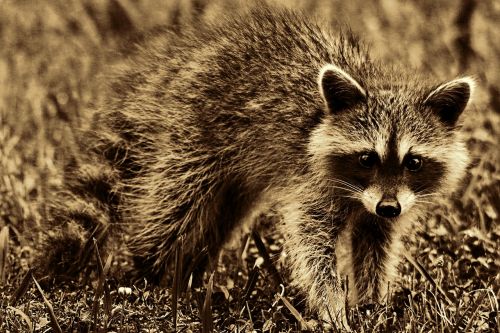 raccoon animal mammal