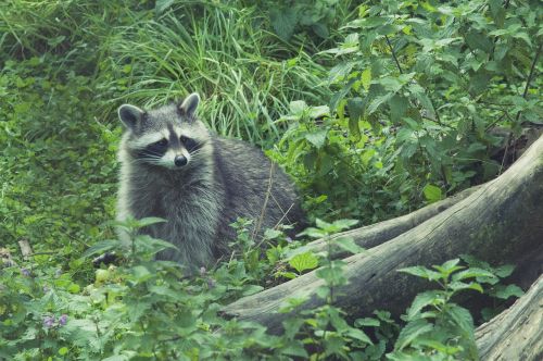 raccoon wild furry