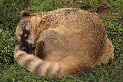 raccoon tired animal