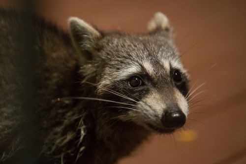 raccoon portrait face