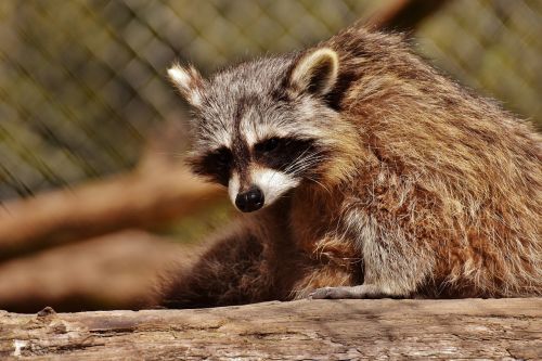 raccoon wild animal furry