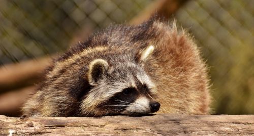 raccoon wild animal furry