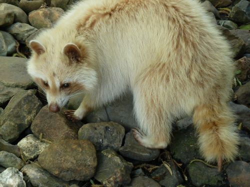 raccoon stone zoo