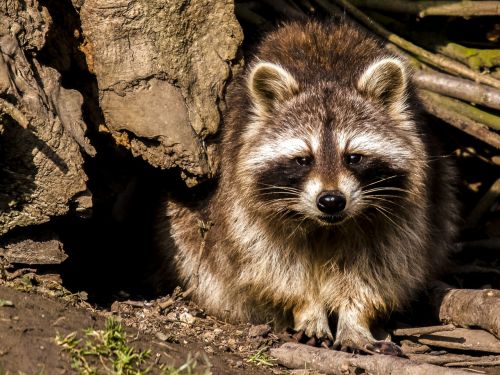 raccoon animal nature