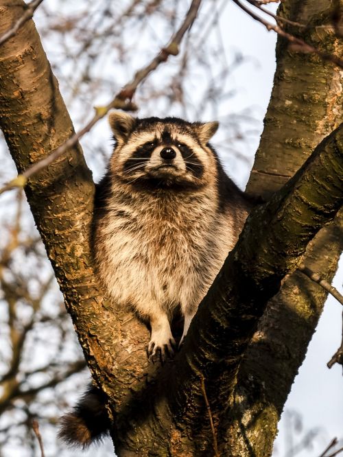 raccoon mammal animal